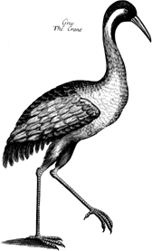 Grus, The Crane; Willughby and Ray 1678