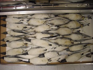 Overcrowded gull skins