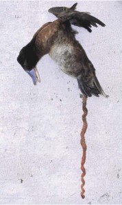 McCracken et al 2001 Nature Oxyura vittata penis size