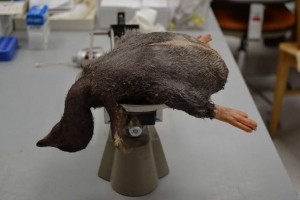 Salvaged bird (died of natural causes and was recovered for science) being weighed before preparation.