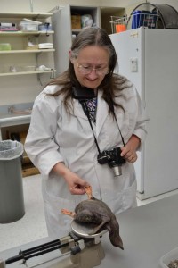 Five-star volunteer Barbara Logan prepares a salvaged bird specimen.