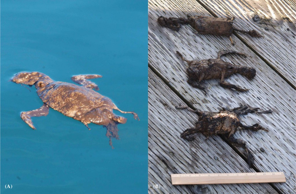 Badly used alcids -- small seabirds ejected from the wrong end of a whale (Haynes et al. 2013)