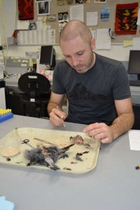 Jason Froggatt prepares a bird specimen