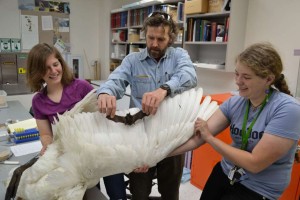 Rebecca Cheek, Link Olson, and Jessica McLaughlin compare a Trumpeter Swan and a little brown bat.