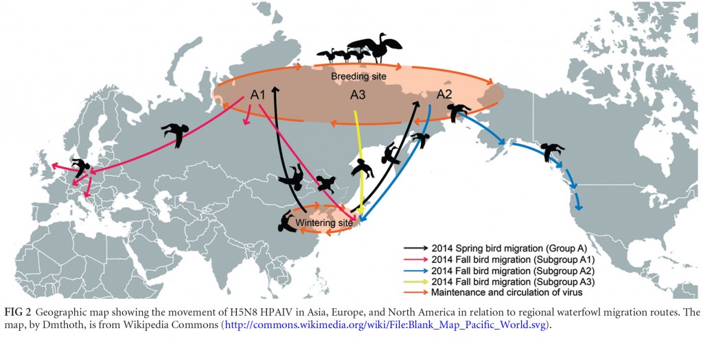 A figure from the paper showing the movements of birds and the highly pathogenic avian influenza virus H5N8 in 2014.