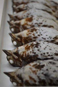 Museum specimens of Passerella iliaca, the Fox Sparrow