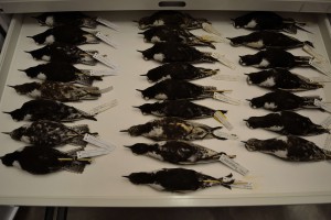 A museum series of Pluvialis dominica, ranks of which a re preserved in light-proof, insect-proof cabinets for research.