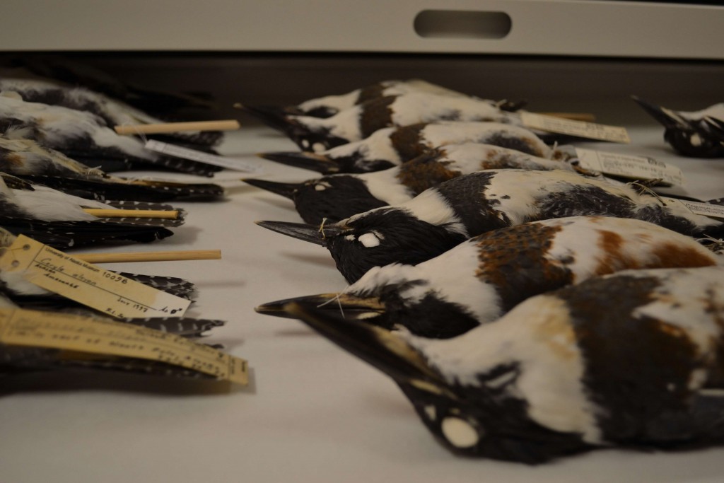 Belted Kingfisher (Megaceryle alcyon) specimens