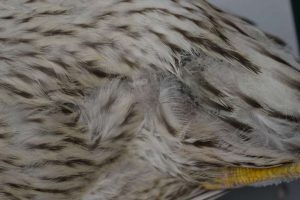 The business end of a duck when it comes to avian influenza (note fecal-stained feathers on this road-killed Mallard).