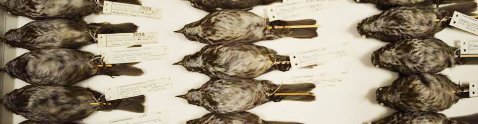 University of Alaska Museum Department of Ornithology